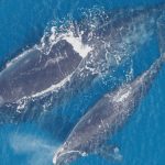 Right whales uplisted from endangered to critically endangered