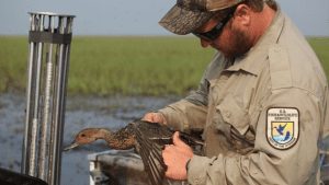 US Fish & Wildlife Officer Helping a Duck
