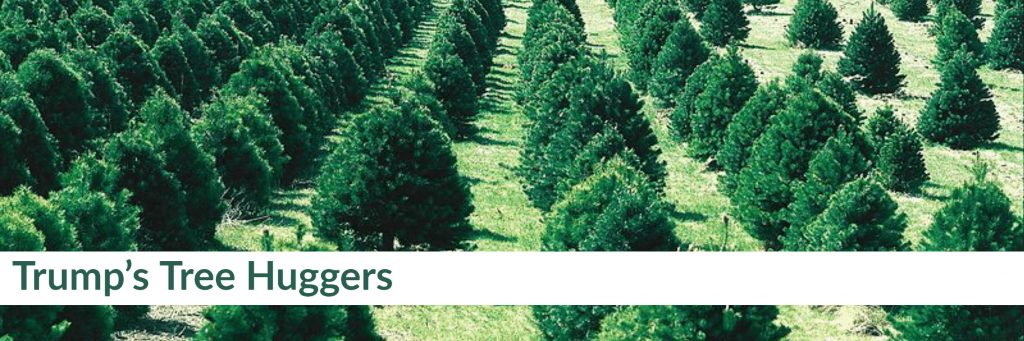 Rows of coniferous trees on green pastures-PEER banner “One Trillion Trees Initiative"