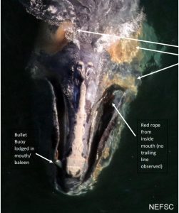 Conservation Area No Longer Safe for Right Whales / Right Whale with Buoy in Mouth