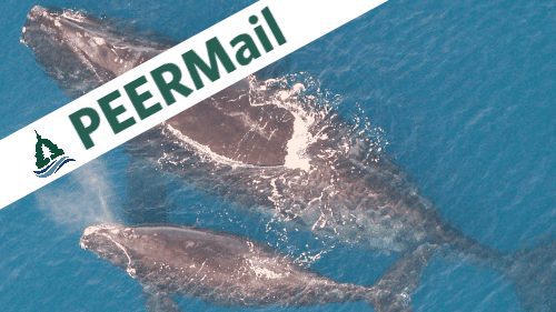 PEERMail | NOAA is Choosing Extinction