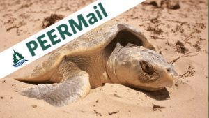 PEERMail: Save the Kemp's Ridley Sea Turtle