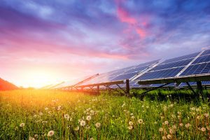 Solar panels with a setting sun in background and flowers in foreground