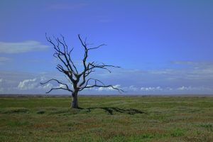 barren tree representing drought and desertification as a result of climate change
