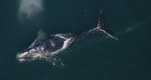 right whale entangled in fishing gear