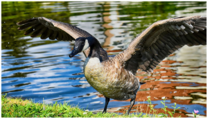 Migratory Birds | Canada Goose