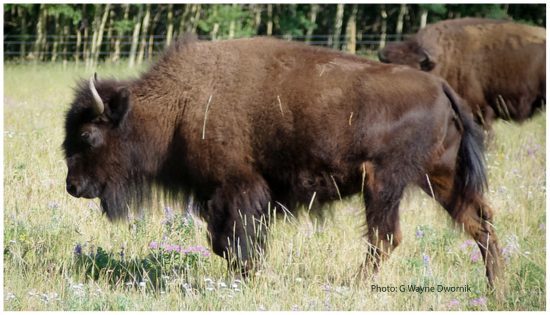 Beefalo hybrid of cattle and bison