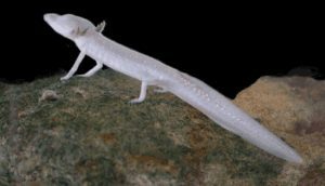 Blind white-colored salamander