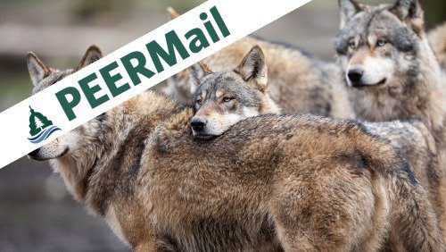PEERMail | Stop the Senseless Slaughter