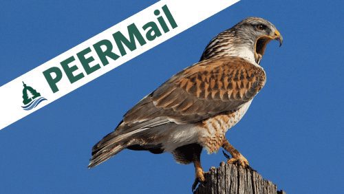 PEERMail | Protecting Wildlife Comes at a Big Price for Whistleblower