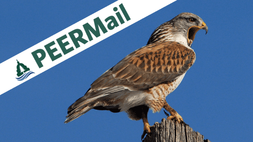 PEERMail | Protecting Wildlife Comes at a Big Price for Whistleblower