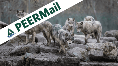 PEERMail | A New Year and Wolves on the Edge