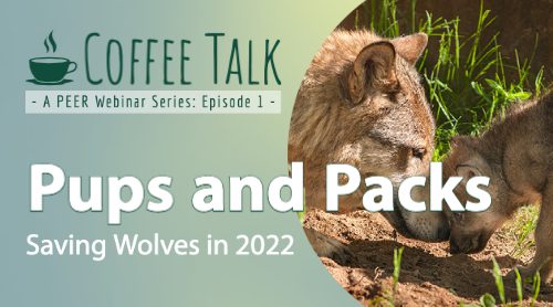 Webinar | Pups and Packs: Saving Wolves in 2022