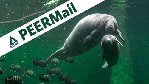 PEERMail | Another Deadly Year For Manatees