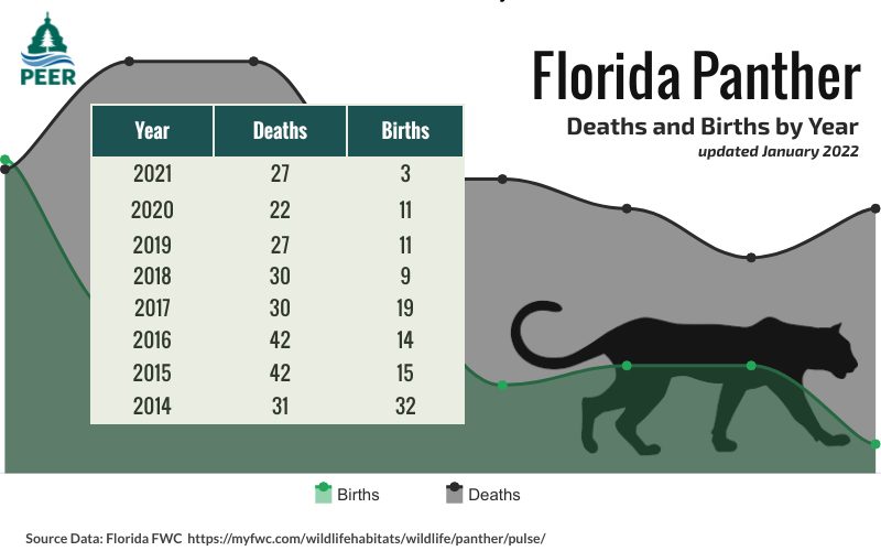 Florida panther decline in numbers